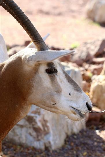 Säbelantilope Zoo Vivarium Darmstadt 2019