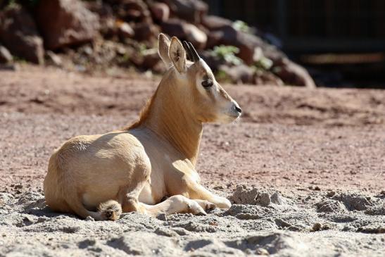 Säbelantilope Jungtier Zoo Vivarium Darmstadt 2019