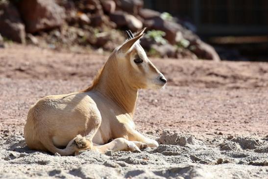 Säbelantilope Jungtier Zoo Vivarium Darmstadt 2019