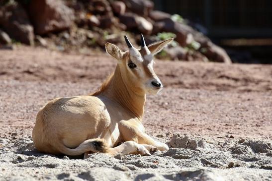 Säbelantilope Nachwuchs Zoo Vivarium Darmstadt 2019