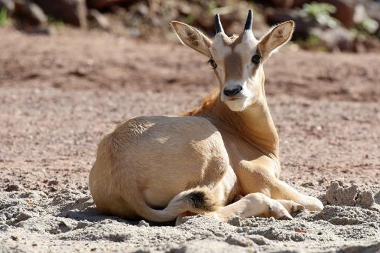 Säbelantilope Jungtier Zoo Vivarium Darmstadt 2019