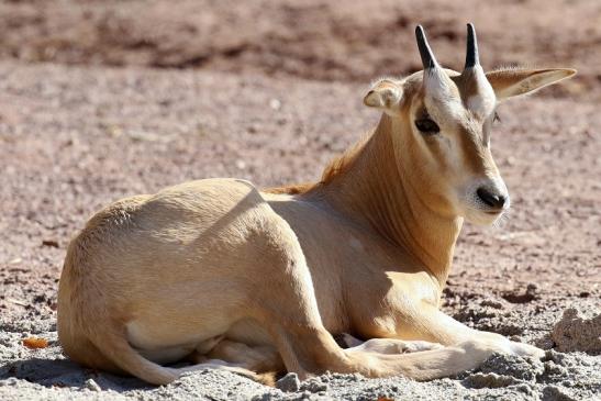 Säbelantilope Nachwuchs Zoo Vivarium Darmstadt 2019