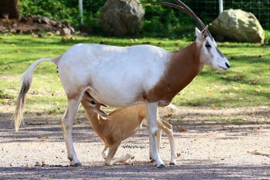 Säbelantilope mit Nachwuchs Zoo Vivarium Darmstadt 2019