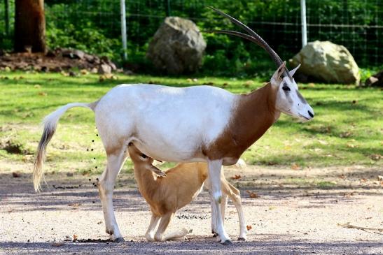 Säbelantilope mit Jungtier Zoo Vivarium Darmstadt 2019