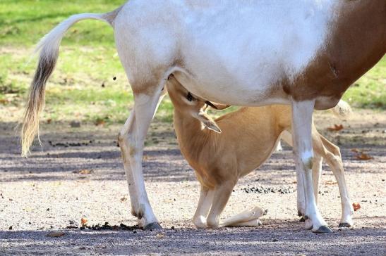 Säbelantilope mit Jungtier Zoo Vivarium Darmstadt 2019