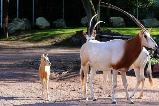 Säbelantilope mit Nachwuchs Zoo Vivarium Darmstadt 2019