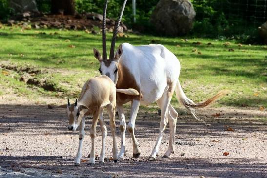 Säbelantilope mit Nachwuchs Zoo Vivarium Darmstadt 2019