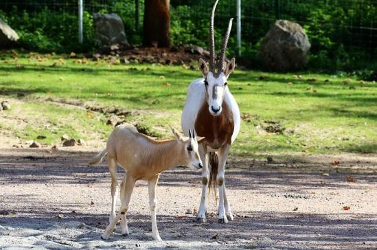 Säbelantilope mit Nachwuchs Zoo Vivarium Darmstadt 2019