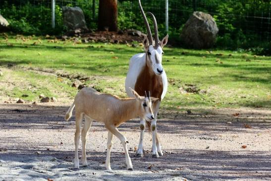 Säbelantilope mit Jungtier Zoo Vivarium Darmstadt 2019