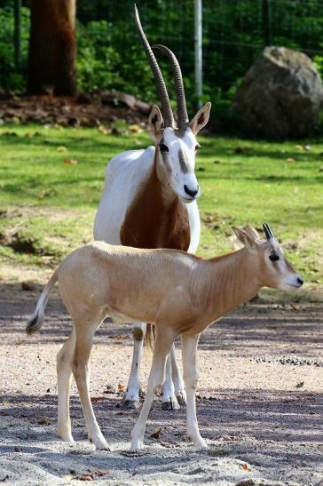 Säbelantilope mit Jungtier Zoo Vivarium Darmstadt 2019