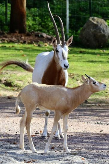 Säbelantilope mit Jungtier Zoo Vivarium Darmstadt 2019