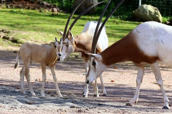 Säbelantilope mit Jungtier Zoo Vivarium Darmstadt 2019