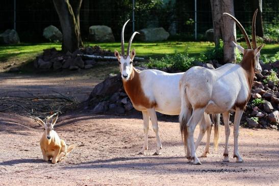 Säbelantilope mit Nachwuchs Zoo Vivarium Darmstadt 2019