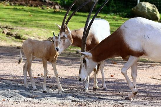 Säbelantilope mit Nachwuchs Zoo Vivarium Darmstadt 2019