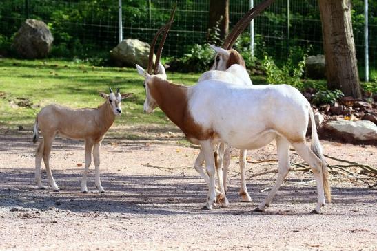 Säbelantilope mit Nachwuchs Zoo Vivarium Darmstadt 2019