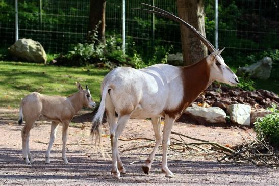 Säbelantilope Bock mit Jungtier Zoo Vivarium Darmstadt 2019