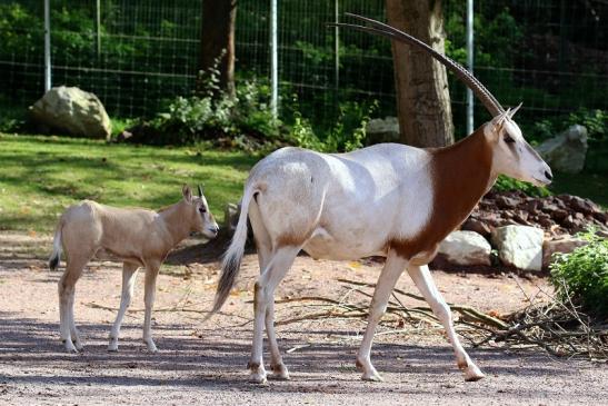 Säbelantilope Bock mit Jungtier Zoo Vivarium Darmstadt 2019