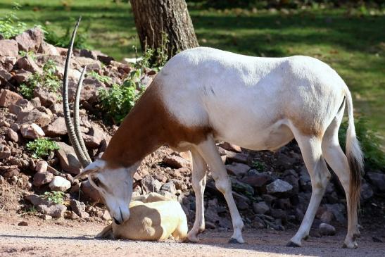 Säbelantilope Bock mit Jungtier Zoo Vivarium Darmstadt 2019