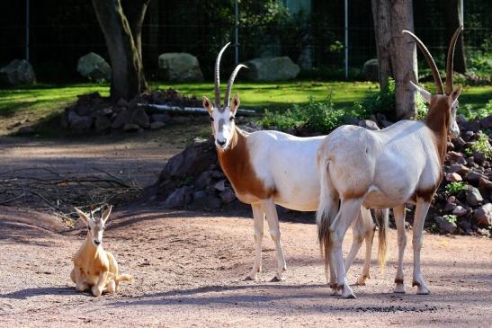 Säbelantilope mit Jungtier Zoo Vivarium Darmstadt 2019