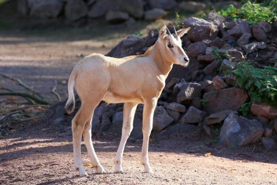 Säbelantilope Nachwuchs Zoo Vivarium Darmstadt 2019