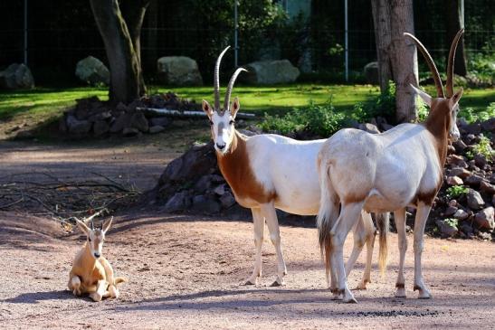 Säbelantilope mit Jungtier Zoo Vivarium Darmstadt 2019