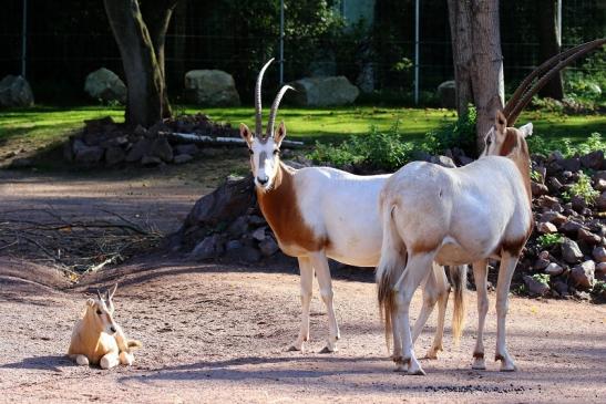 Säbelantilope mit Nachwuchs Zoo Vivarium Darmstadt 2019