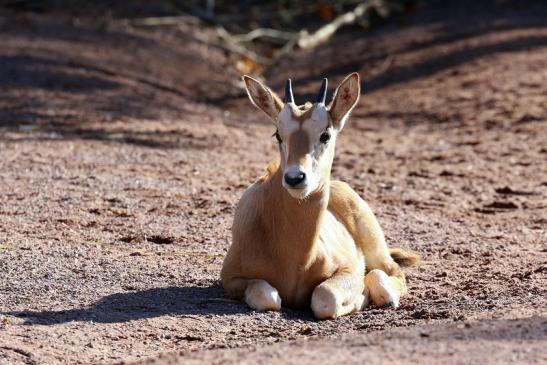 Säbelantilope Nachwuchs Zoo Vivarium Darmstadt 2019