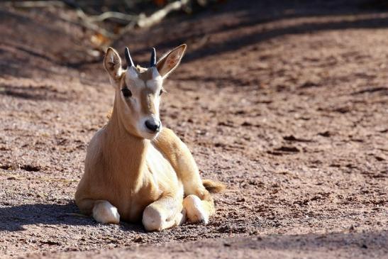 Säbelantilope Nachwuchs Zoo Vivarium Darmstadt 2019