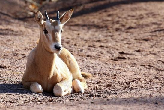 Säbelantilope Nachwuchs Zoo Vivarium Darmstadt 2019