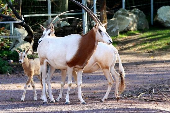 Säbelantilope mit Nachwuchs Zoo Vivarium Darmstadt 2019