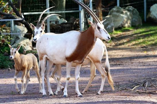 Säbelantilope mit Nachwuchs Zoo Vivarium Darmstadt 2019