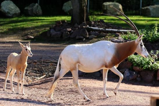 Säbelantilope mit Nachwuchs Zoo Vivarium Darmstadt 2019