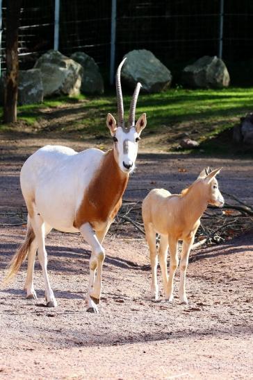 Säbelantilope mit Nachwuchs Zoo Vivarium Darmstadt 2019