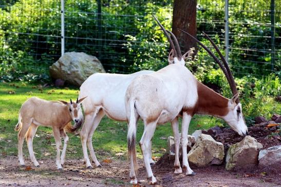 Säbelantilope mit Nachwuchs Zoo Vivarium Darmstadt 2019