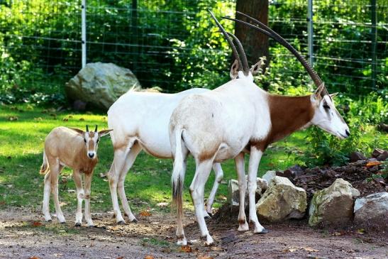 Säbelantilope mit Jungtier Zoo Vivarium Darmstadt 2019