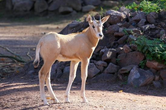 Säbelantilope Nachwuchs Zoo Vivarium Darmstadt 2019