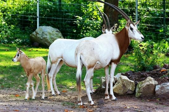 Säbelantilope mit Jungtier Zoo Vivarium Darmstadt 2019