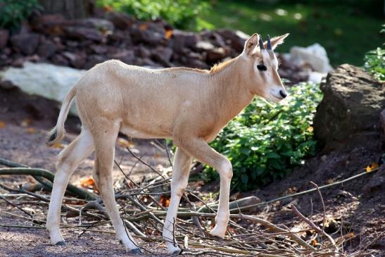 Säbelantilope Nachwuchs Zoo Vivarium Darmstadt 2019