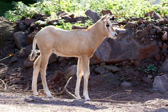 Säbelantilope Jungtier Zoo Vivarium Darmstadt 2019