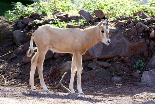 Säbelantilope Jungtier Zoo Vivarium Darmstadt 2019