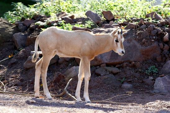 Säbelantilope Nachwuchs Zoo Vivarium Darmstadt 2019