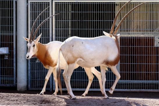 Säbelantilope Paar Zoo Vivarium Darmstadt 2019