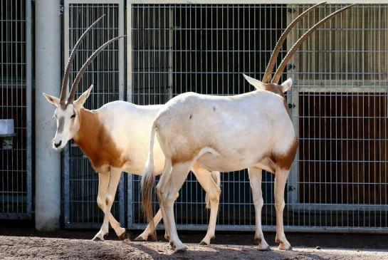 Säbelantilope Paar Zoo Vivarium Darmstadt 2019