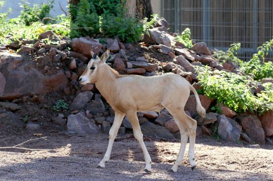 Säbelantilope Jungtier Zoo Vivarium Darmstadt 2019