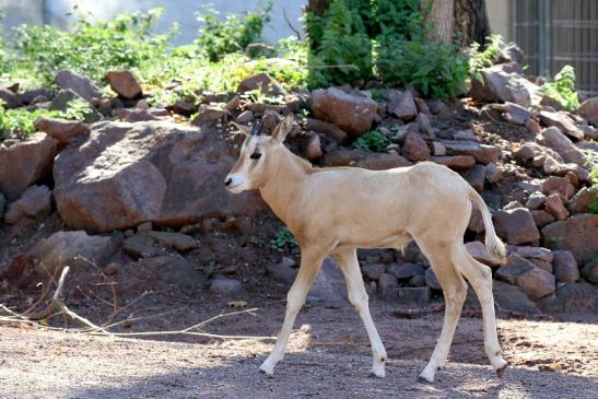 Säbelantilope Nachwuchs Zoo Vivarium Darmstadt 2019