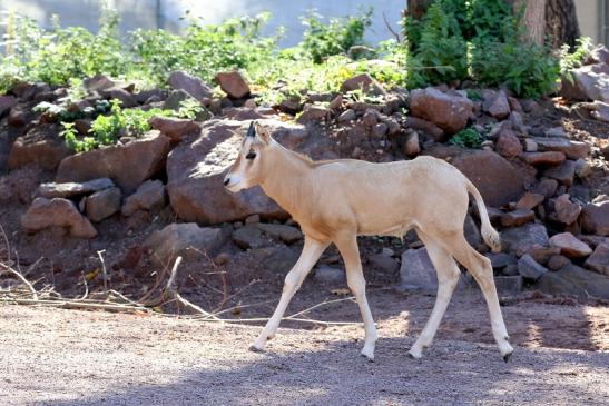 Säbelantilope Jungtier Zoo Vivarium Darmstadt 2019