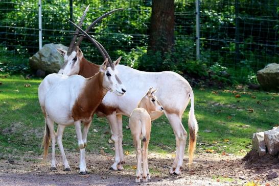 Säbelantilope mit Jungtier Zoo Vivarium Darmstadt 2019