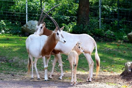 Säbelantilope mit Jungtier Zoo Vivarium Darmstadt 2019