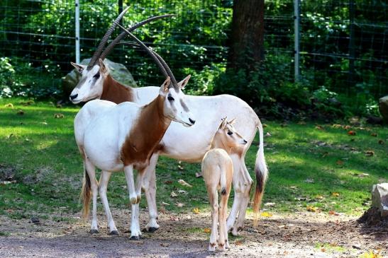 Foto des Monats November 2019 Säbelantilope Familie mit Jungtier Zoo Vivarium Darmstadt