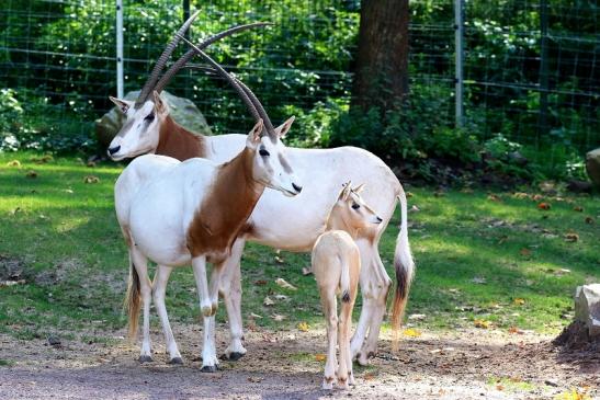 Säbelantilope mit Jungtier Zoo Vivarium Darmstadt 2019